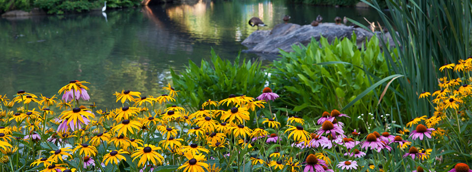 cluster of black-eyed susans and purple cone flowers by pond